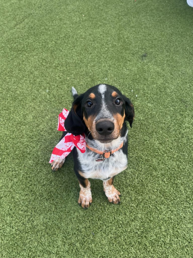 Puppy at #LovePup Foundation dog rescue