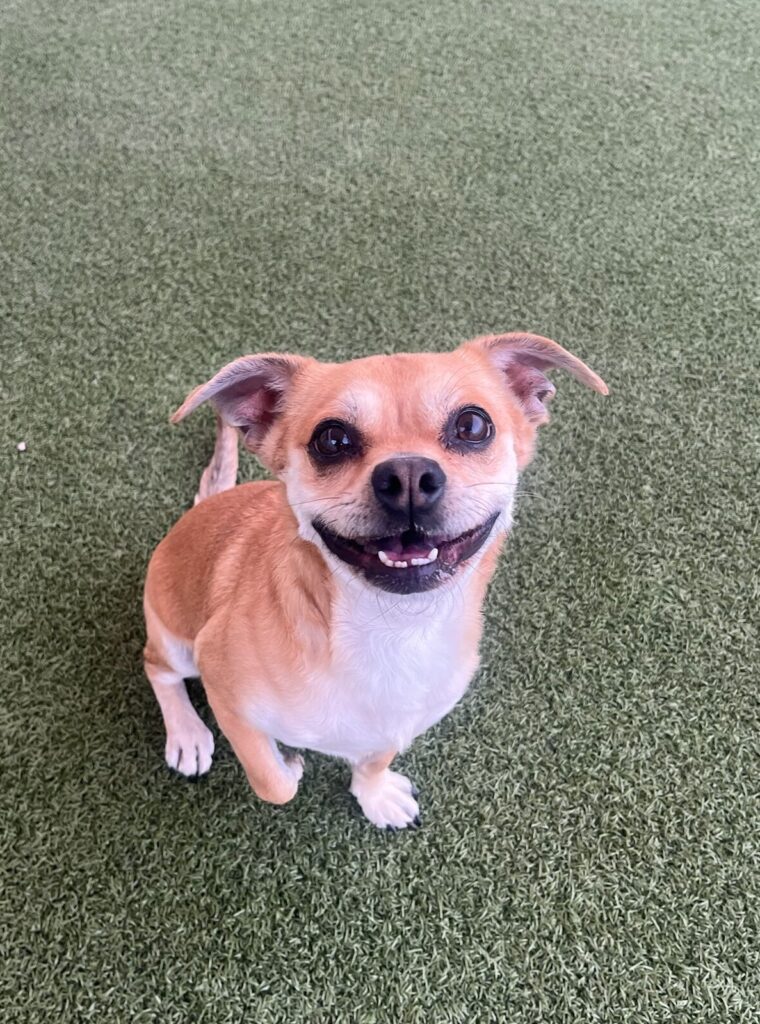 Smiling rescue dog at #LovePup Foundation