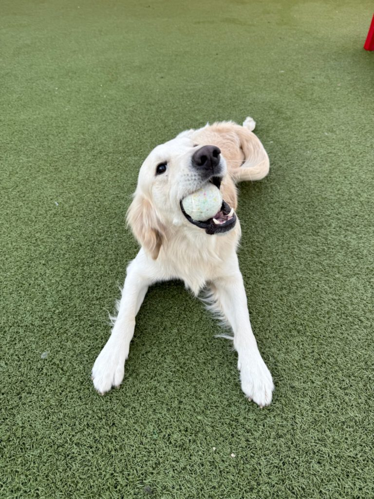 Rescue dog playing at #LovePup Foundation