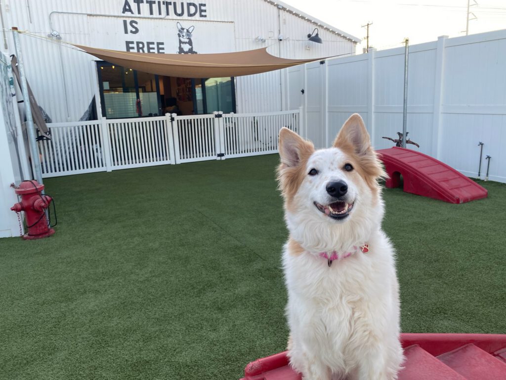 Rescue dogs at #LovePup Foundation
