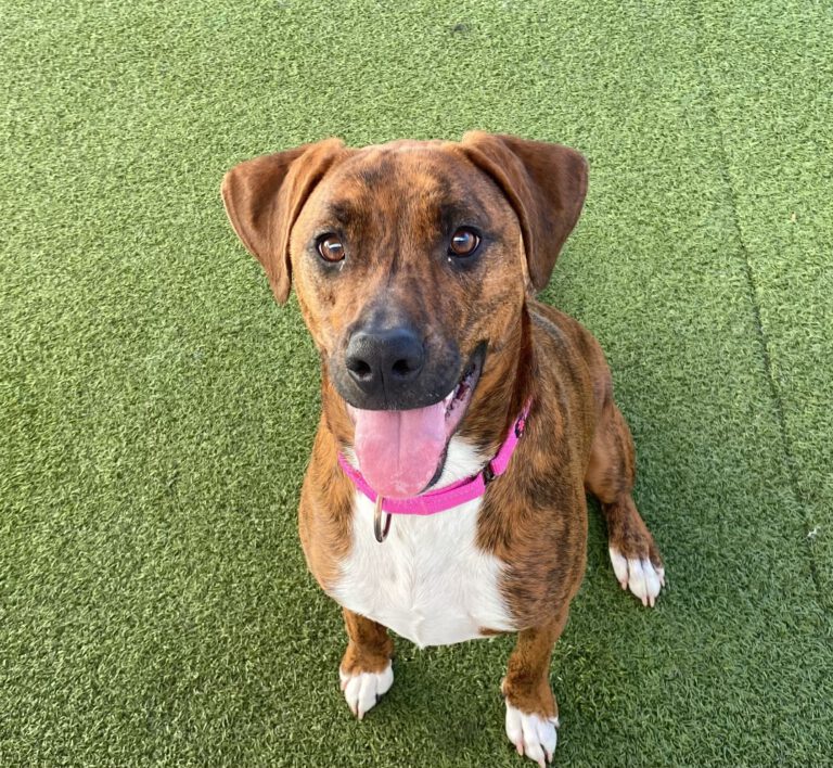 Adoptable dog at #LovePup Foundation