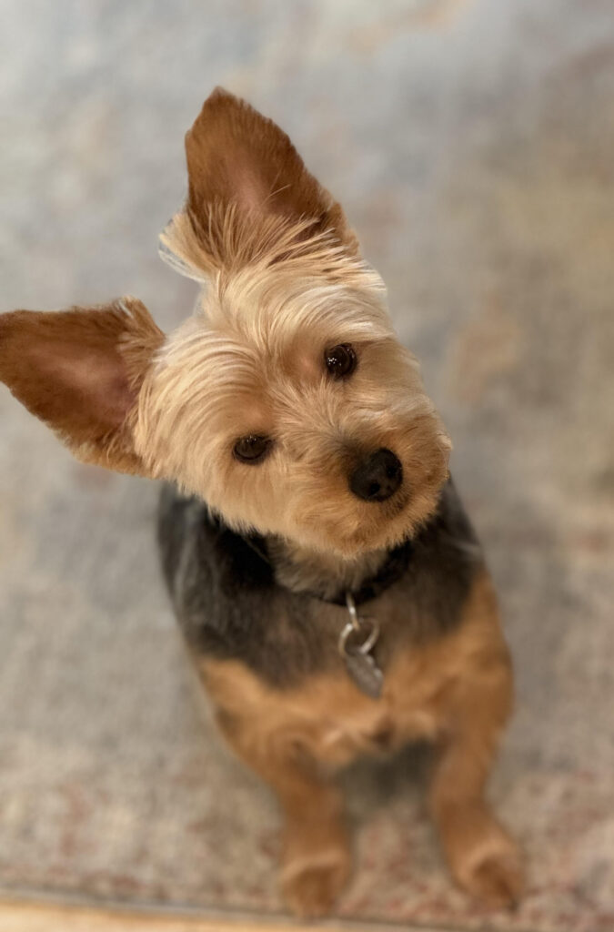 Adoptable dog Roo at #LovePup Foundation
