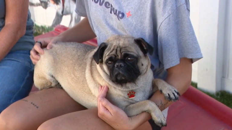 A pug available for adoption at the #LovePup Scottsdale shelter
