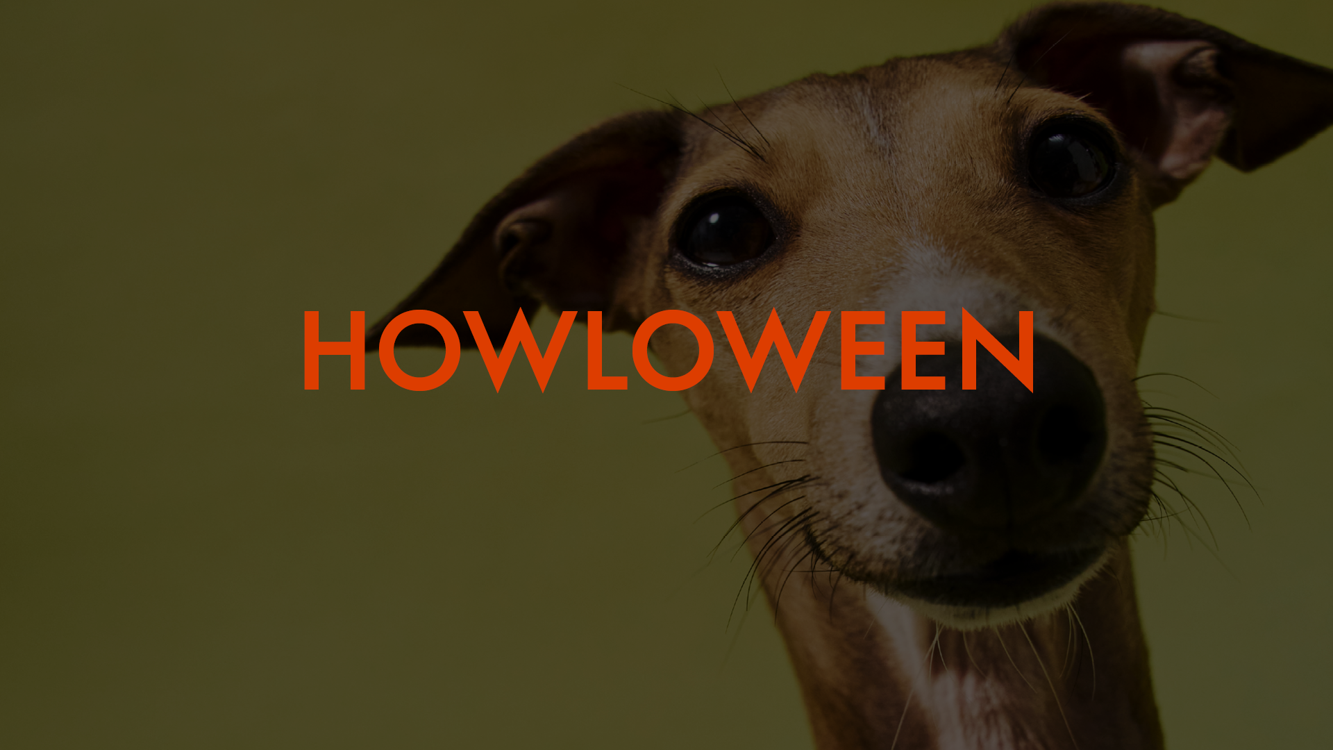 Howloween at W Scottsdale event graphic featuring a close-up of a dog